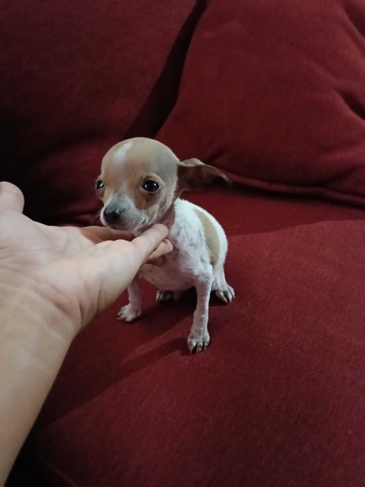 Chihuahua miniatura vacinado