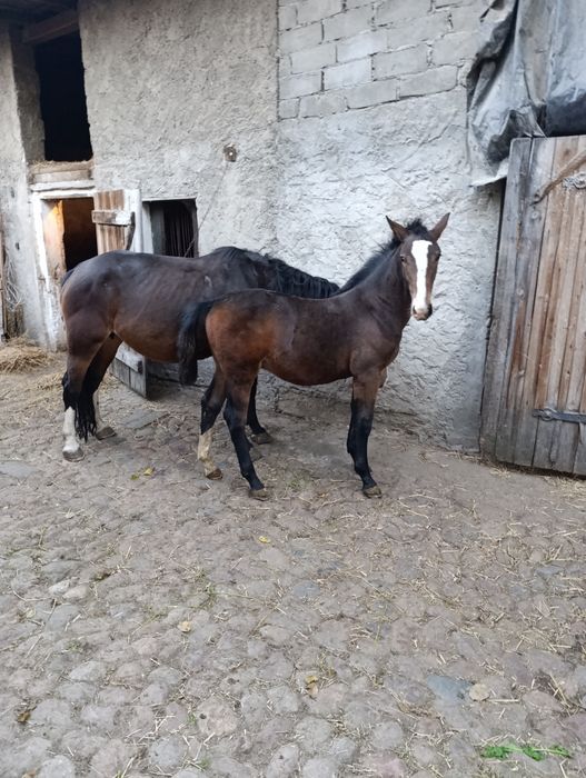 Sprzedam 2 konie