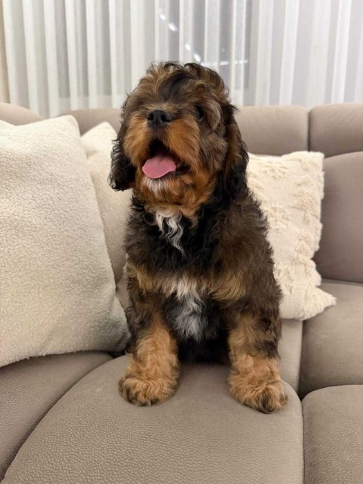 Szczeniak Cavapoo Do Odbioru Hybryda Ras Dziewczynka