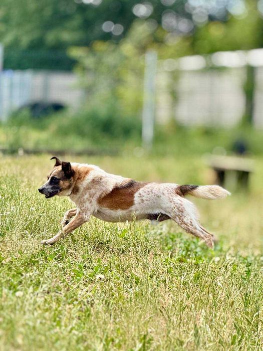 Spidi - lękowy psiak szuka domu