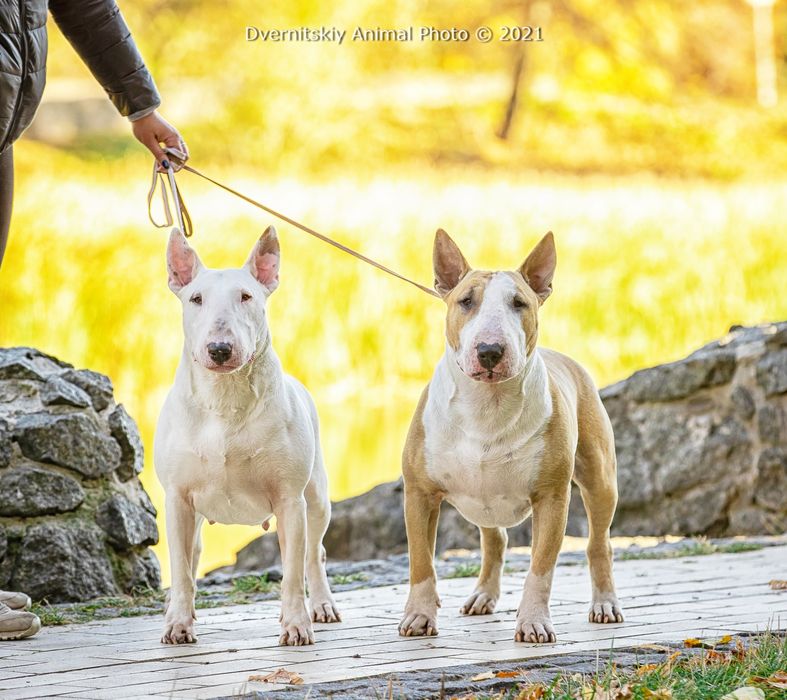 Питомник Blow Century UA