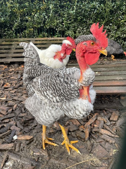 Galos de Raças Autóctones