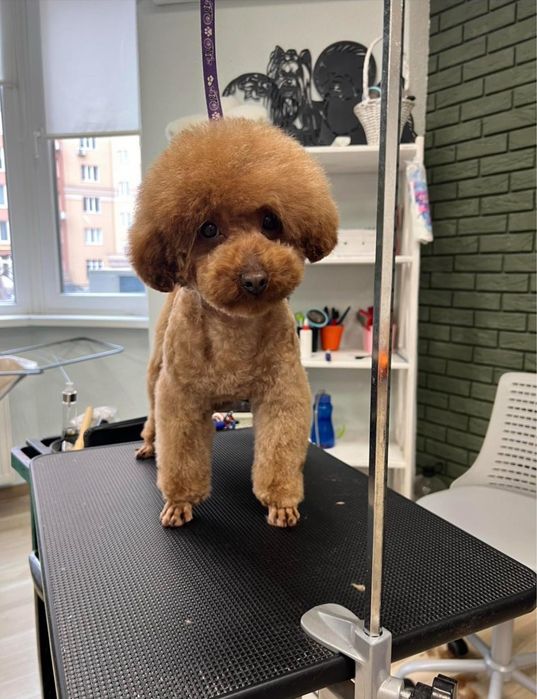 Хлопчик той пудель