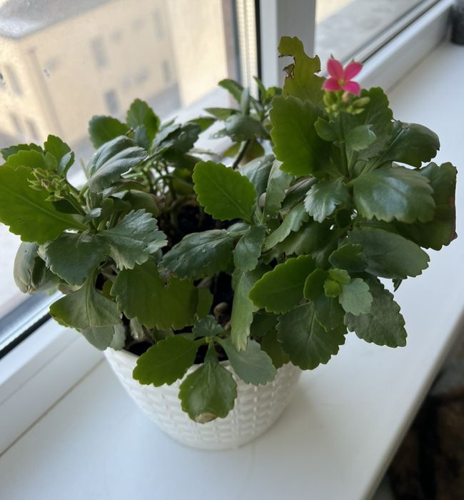 Каланхое Блоссфельда (Kalanchoe blossfeldiana)