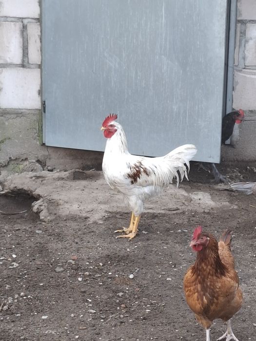 Sprzedam koguty tegoroczne