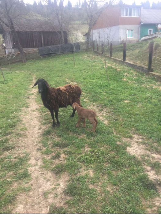 ПРОДАЮТЬСЯ Гісарські та Едельбаївські курдючні барани