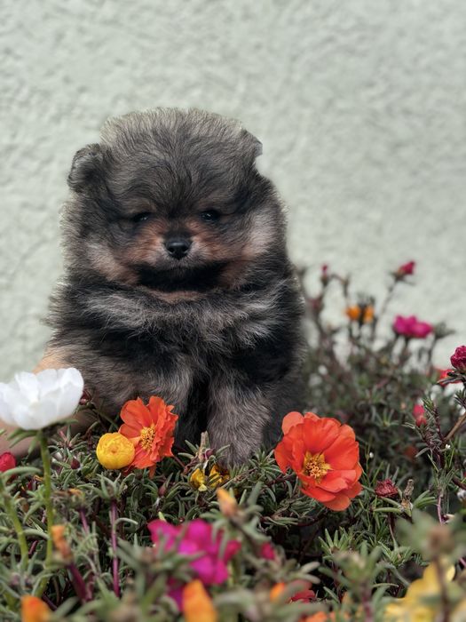 ляльковий Ведмедик шоу классу