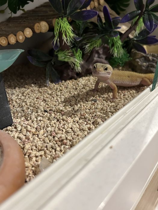 Gekon z terarium