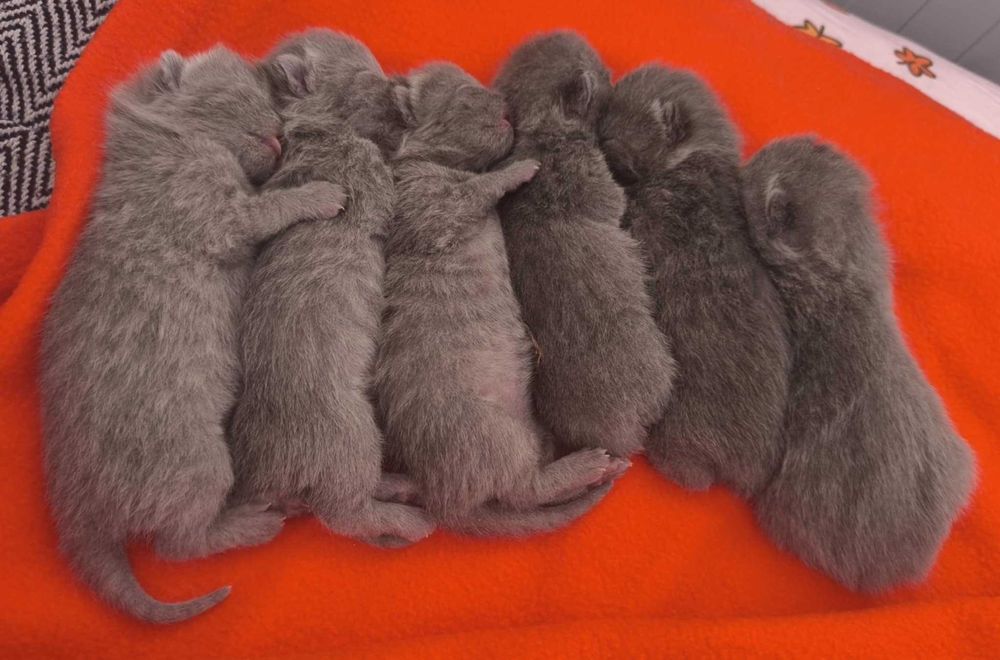 kocurek brytyjski ElGato M&A