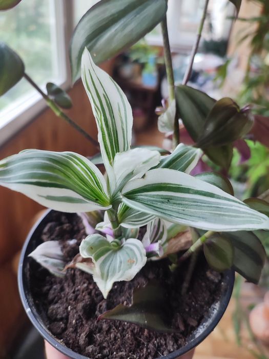 Традесканция розовая