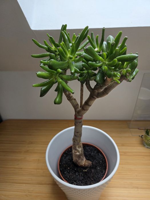Formowana Crassula ovala odm. Hobbit