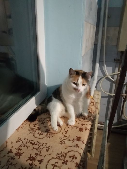 Безплатно отдам маленьких  котят с доставкой