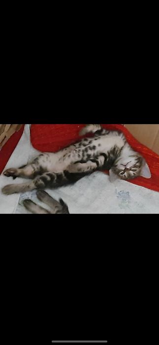 Отдам бесплатно котят