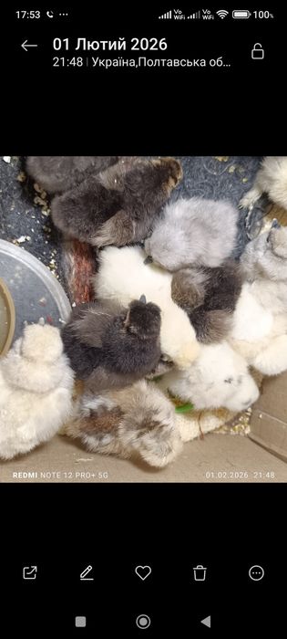Китайські шовкові кури