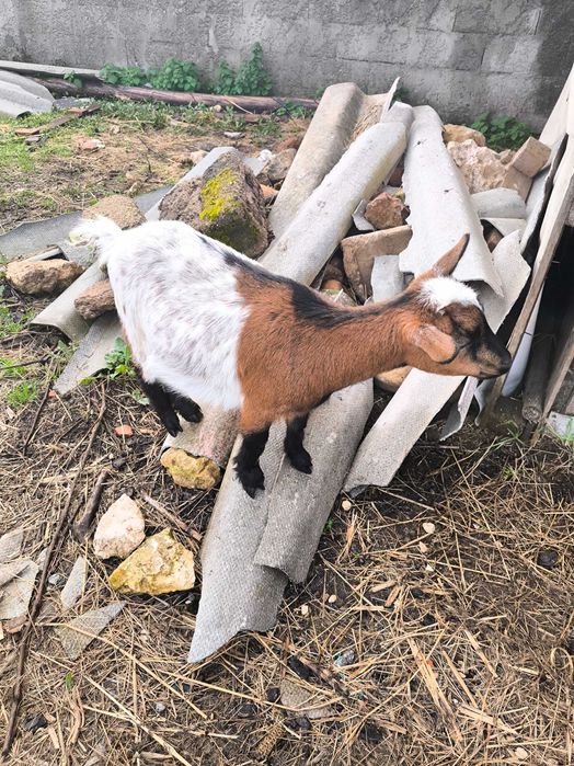 Vendo cabras muito meigas e bonitas muito bem tratadas.