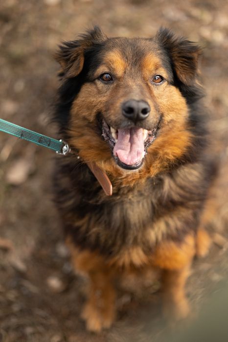 Gibson psiak do adopcji