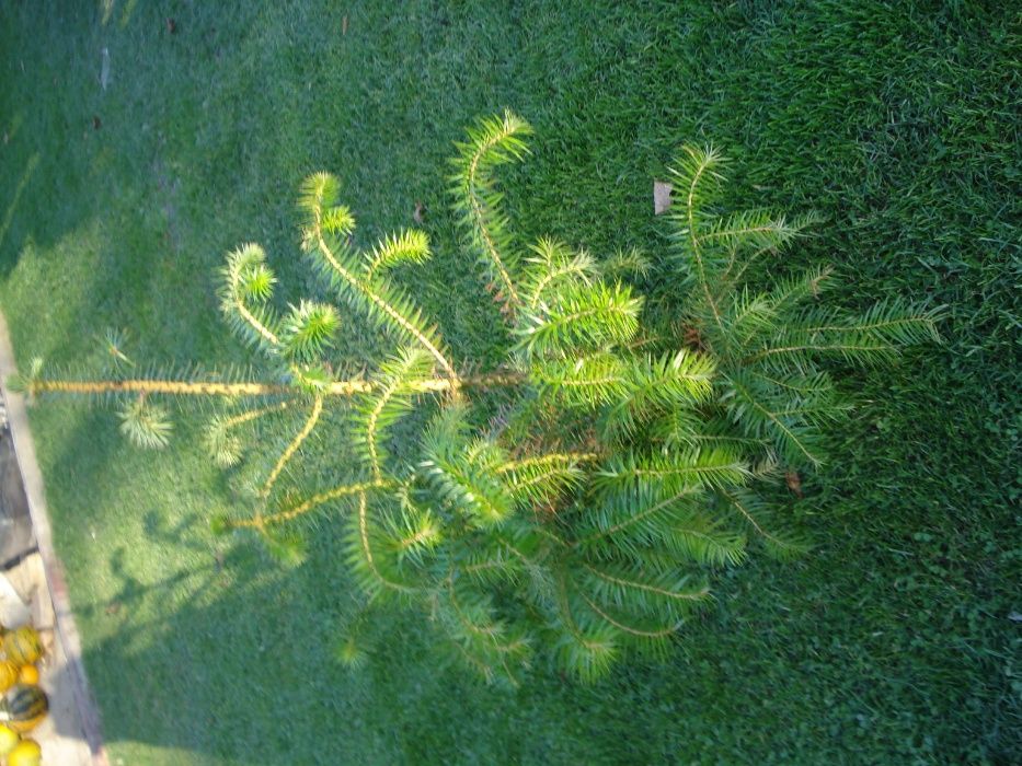 Metasekwoja kunigamia w doniczkach