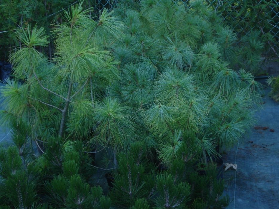 Sadzonki sosen w doniczkach 60- 90 cm