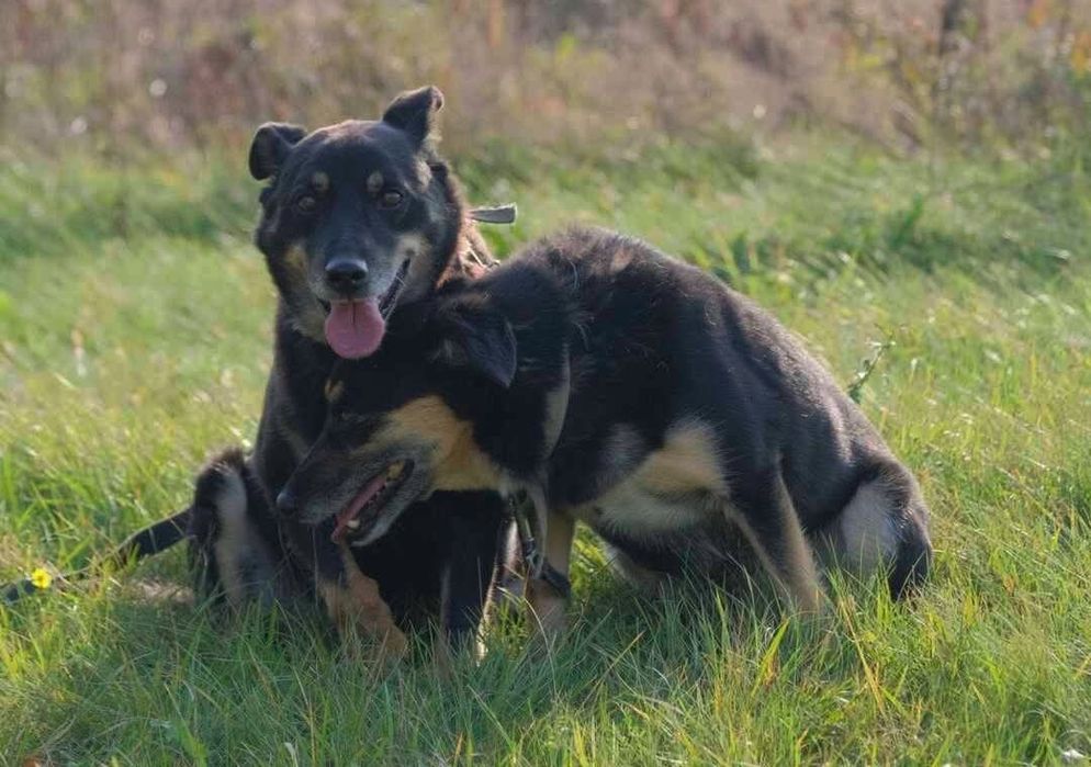 Derbi i Dafi, dwoje ptzyjaciol do adopcji
