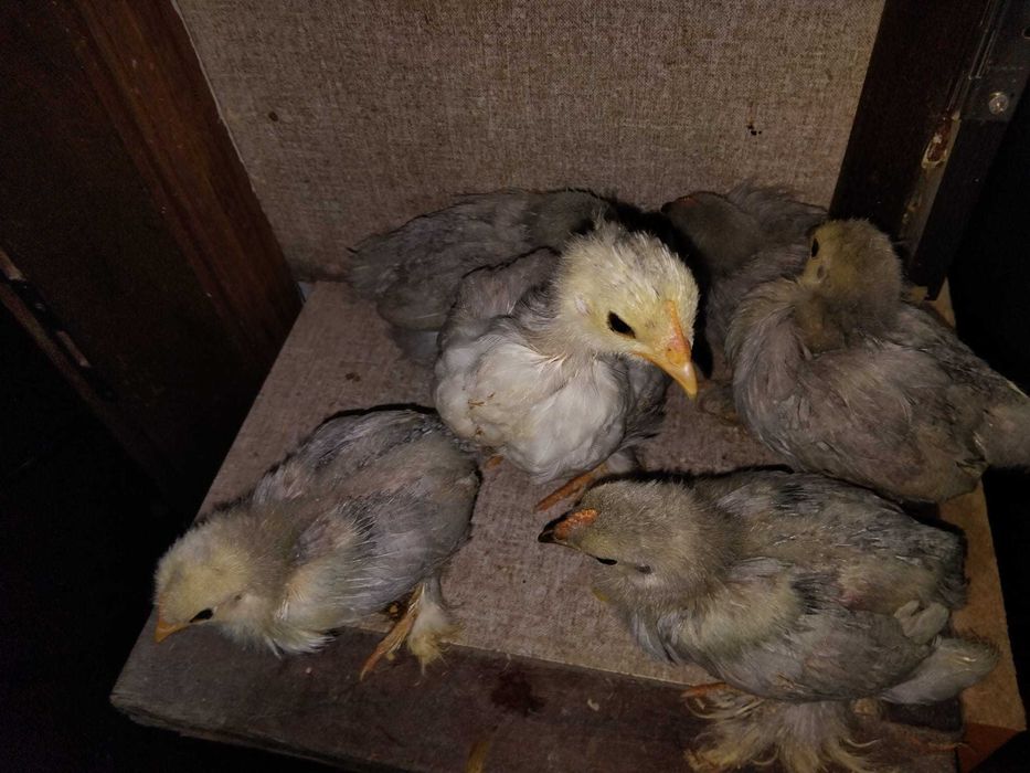 Pekins Lavanda Pintos