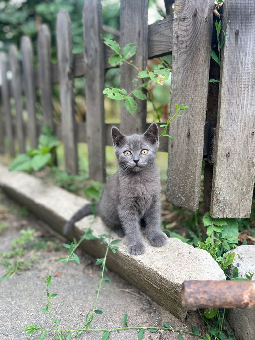 Кошенята від британської висловухої кішечки