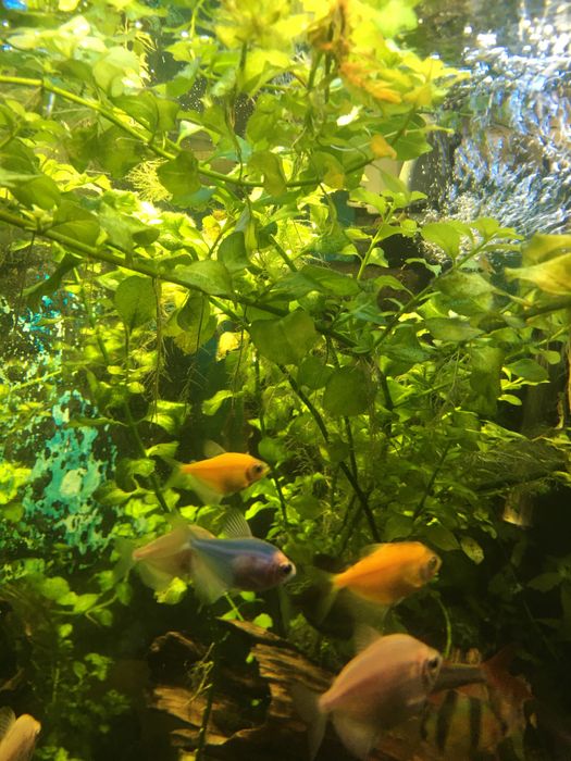 Растения аквариумные