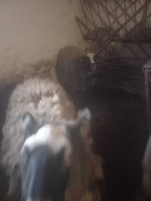 Продаються овечки