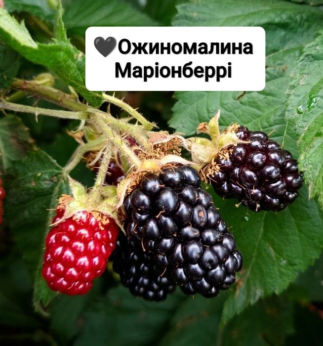 Саджанці ожиномалини Ред Даймон, Логанберрі, Маріонберрі, Голден Кларк та ожини Оушито (ЗКС)