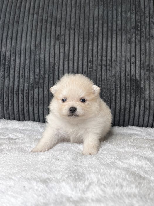 Szczeniak rasy pomeranian szpic miniaturowy