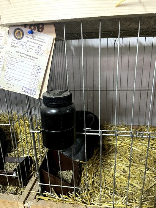 Віденські Блакитні