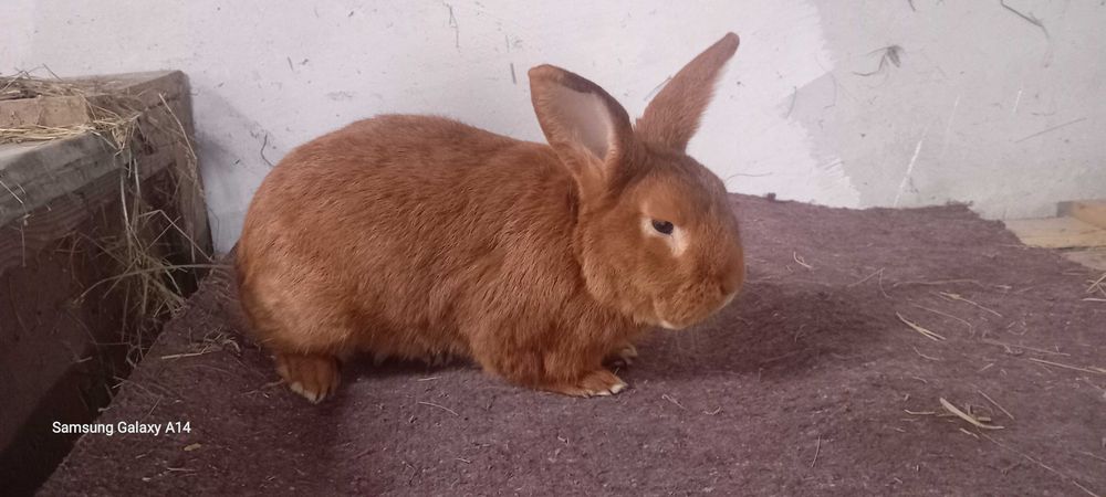 Królik samiec nowozelandzki