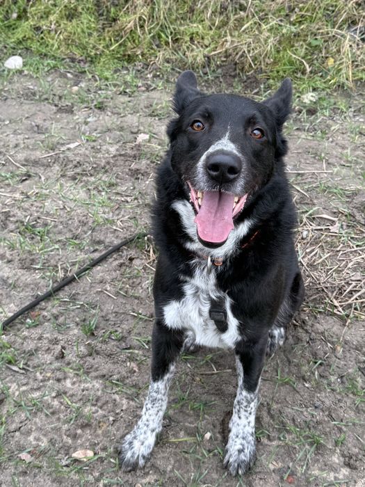 KORNEL do pilnej adopcji!