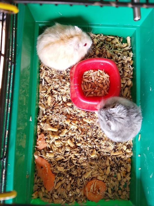 Джунгарский хомяк