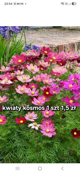 Kwiaty kosmos . 20 szt