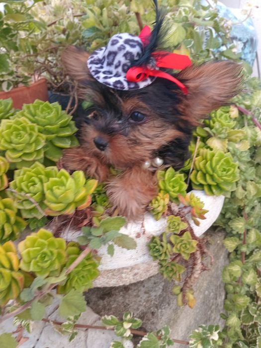 Magnifico  machinho Yorkshire miniatura