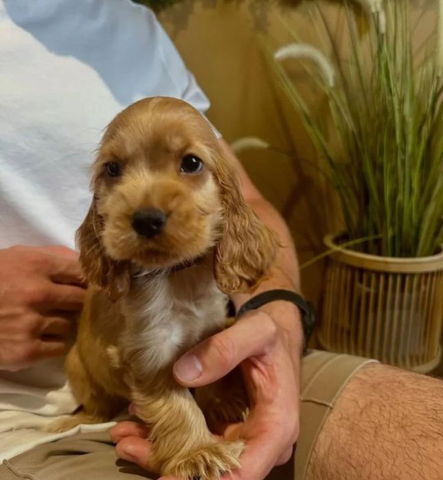 Англійський кокер-спаніель — преміум-дівчинка з бездоганною поведінкою