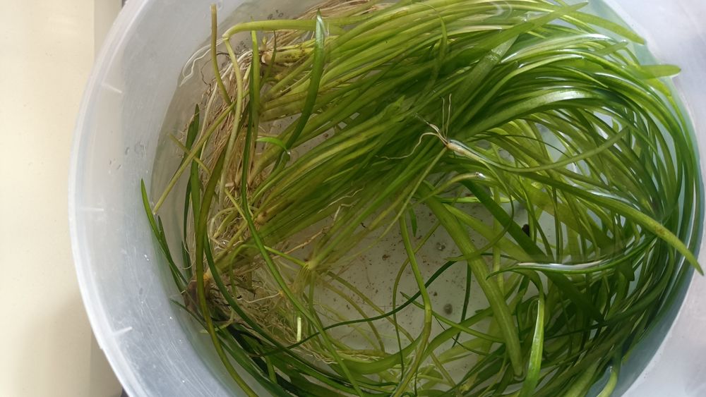 Trawka.Segitaria subulata wysoka.