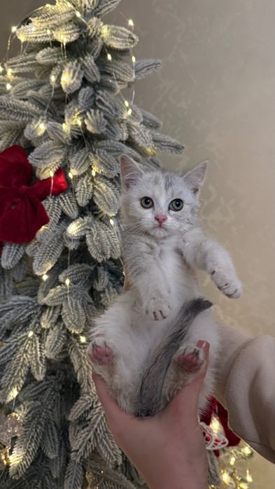 Британка дівчинка