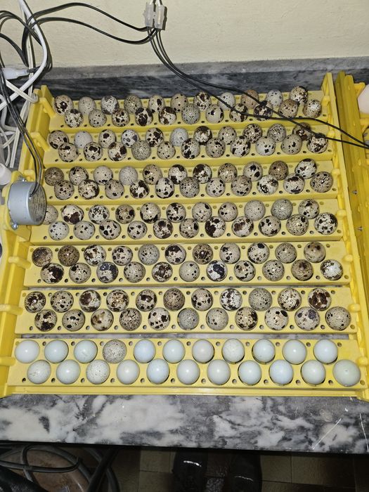 Disponibilidade Ovos coderniz