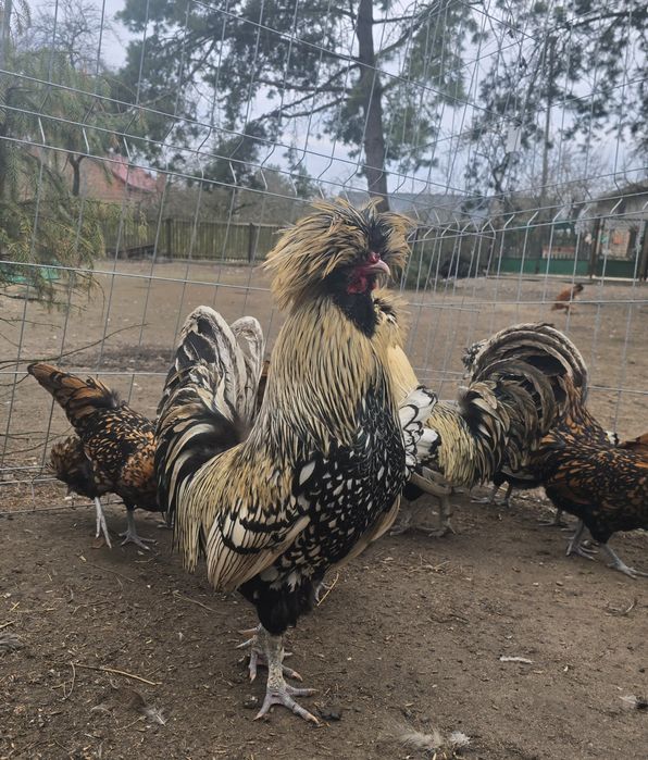 Jaja lęgowe Czubatka Padewska Duża