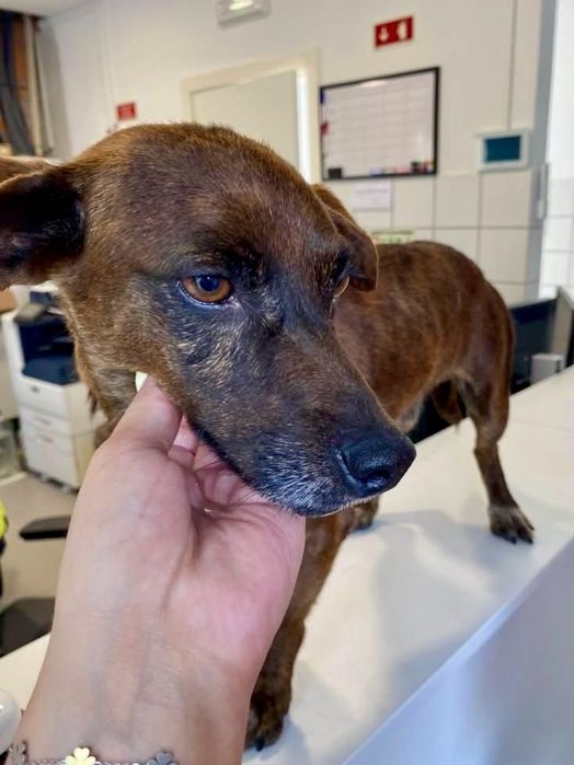 Cão macho para adoção responsável