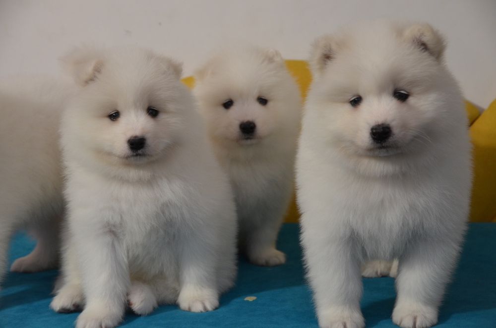 Samoyed ZKwP FCI piesek  suczki