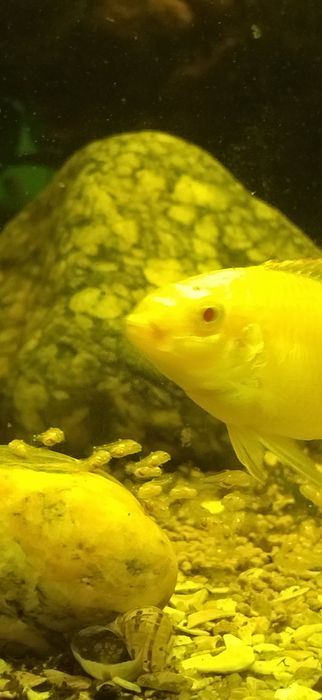 Pelvicachromis pulcher kribensis albino