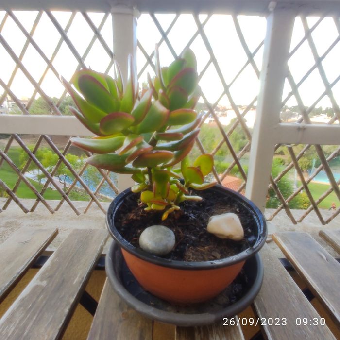 Crassula ovata- Planta de jade