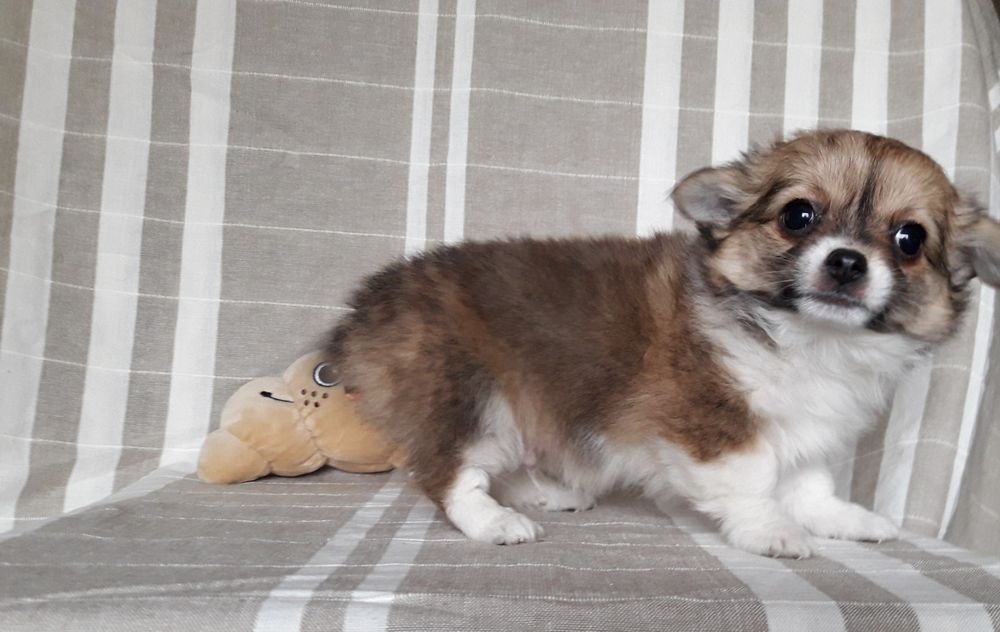 Chihuahua piesek długowłosy