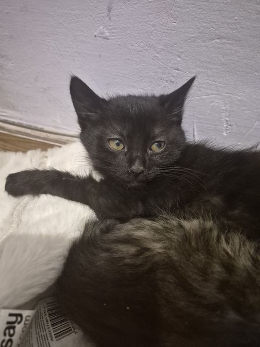 Шукаємо люблячих господарів для кошенят.