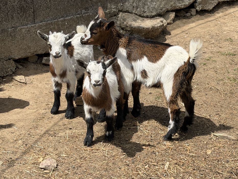 Cabras anas( femeas e machos)