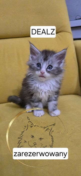 MAINE COON Śliczne Kociaki