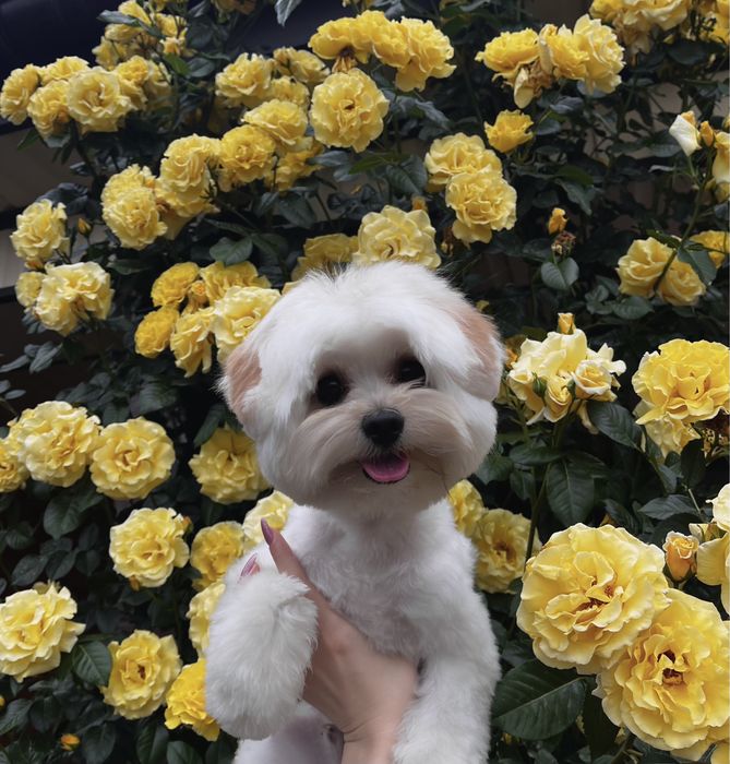 Вязка мальтипу хлопчик F1