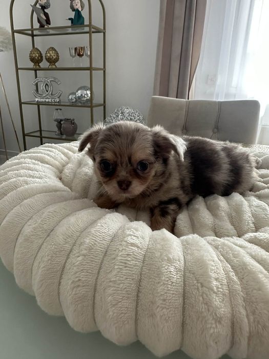 Sliczny chlopiec Chihuahua  choco merle  dlugowlosy
